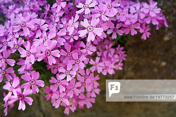 Hintergrund mit rosa Blüten (Phlox) im Frühling