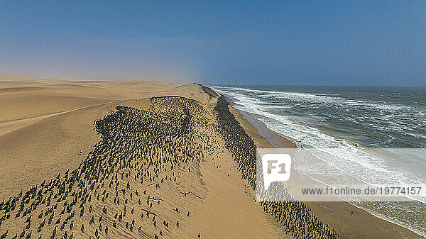 Aerial of massive numbers of Cormorants on the sand dunes along the Atlantic coast  Namibe (Namib) desert  Iona National Park  Namibe  Angola  Africa