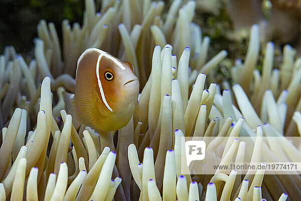 Ein ausgewachsener rosa Skunk-Anemonenfisch (Amphiprion perideraion), der auf dem Riff vor der Insel Bangka, Indonesien, Südostasien schwimmt