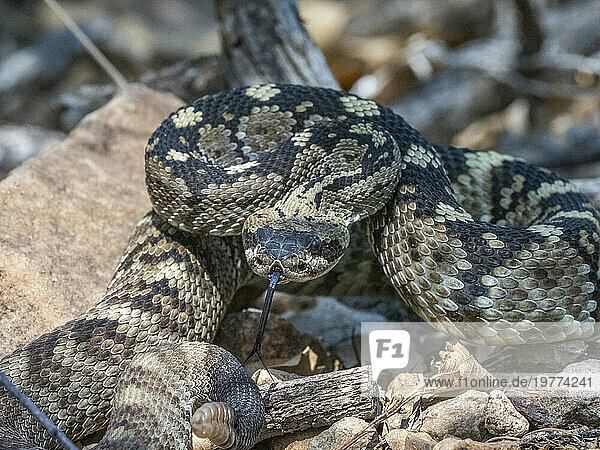 An adult Eastern black-tailed rattlesnake (Crotalus ornatus)  Big Bend National Park  Texas  United States of America  North America