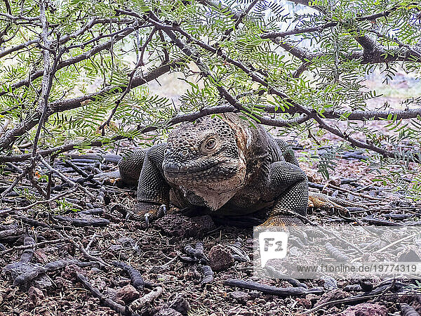 An adult Galapagos land iguana (Conolophus subcristatus)  basking in Urbina Bay  Galapagos Islands  UNESCO World Heritage Site  Ecuador  South America