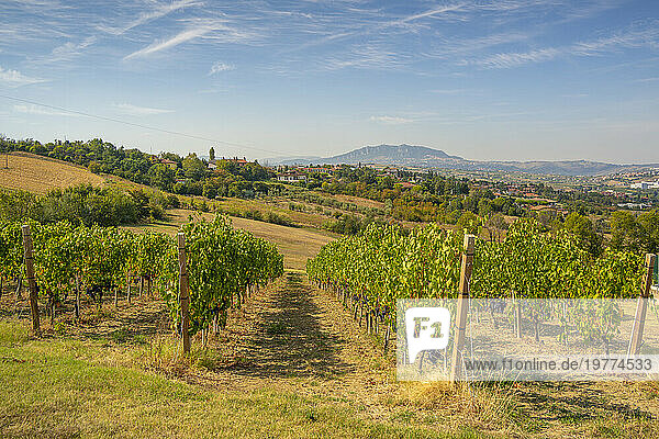 View of vineyard near Torraccia and San Marino in background  San Marino  Italy  Europe