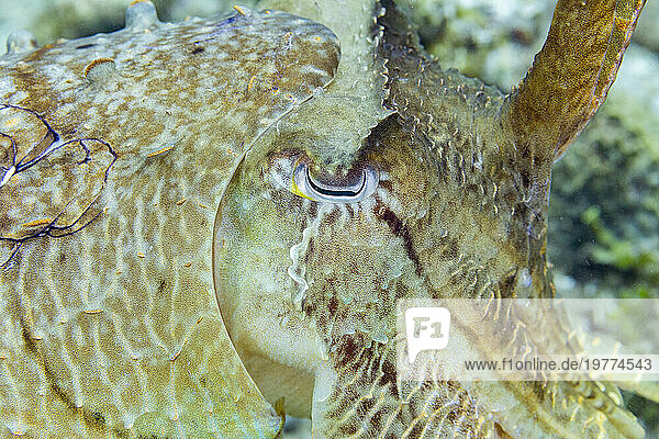 An adult broadclub cuttlefish (Sepia latimanus)  off the reef on Bangka Island  near Manado  Indonesia  Southeast Asia