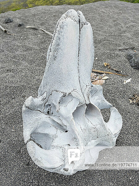 Skull from a short-finned pilot whale (Globicephala Macrorhynchus)  Urbina Beach  Isabela Island  Galapagos Islands  UNESCO World Heritage Site  Ecuador  South America