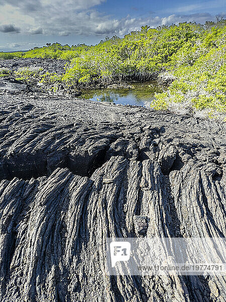 Pahoehoe lava on the youngest island in the Galapagos  Fernandina Island  Galapagos Islands  UNESCO World Heritage Site  Ecuador  South America