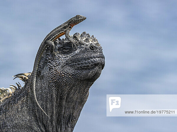 Galapagos marine iguana (Amblyrhynchus cristatus)  Galapagos lava lizard (Microlophus albemarlensis)  Galapagos Islands  UNESCO World Heritage Site  Ecuador  South America