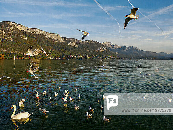 Swans and seagulls flock to Annecy's lakeside promenade  Annecy  Haute-Savoie  France  Europe