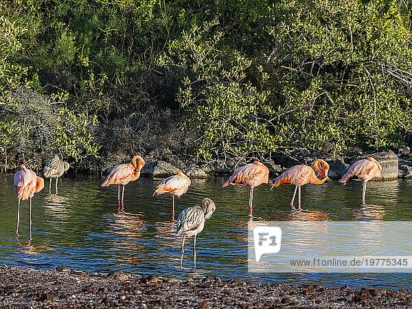 A flock of American flamingo (Phoenicopterus ruber) feeding on artesmia shrimp  Rabida Island  Galapagos Islands  UNESCO World Heritage Site  Ecuador  South America