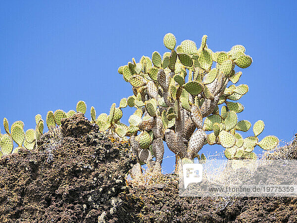 Opuntia Cactus (Opuntia galapageia)  Buccaneer Cove  Santiago Island  Galapagos Islands  UNESCO World Heritage Site  Ecuador  South America