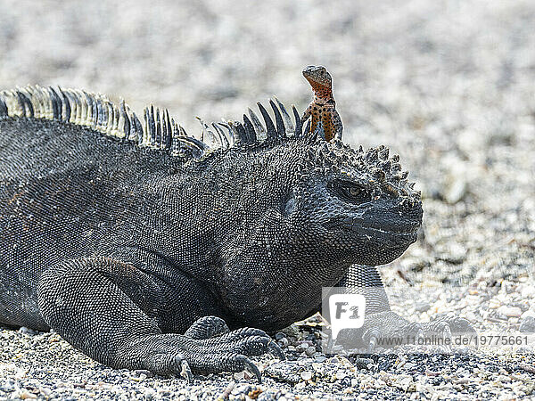 Galapagos marine iguana (Amblyrhynchus cristatus)  Galapagos lava lizard (Microlophus albemarlensis)  Galapagos Islands  UNESCO World Heritage Site  Ecuador  South America