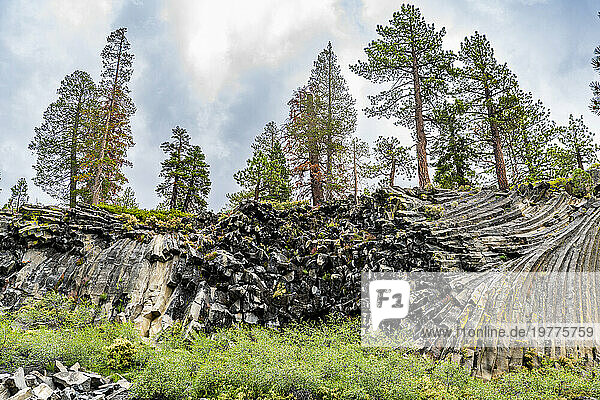 Rock formation of columnar basalt  Devils Postpile National Monument  Mammoth Mountain  California  United States of America  North America