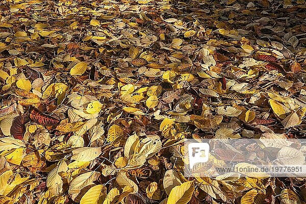 Herbst  Herbstblätter  Herbstlaub  auf dem Boden  Deutschland  Europa