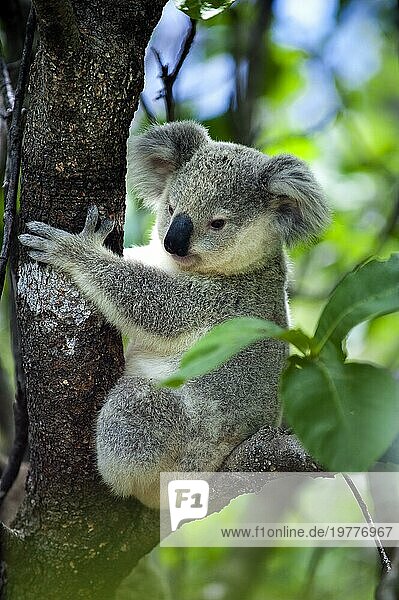 Koala (Phascolarctos cinereus)  Fauna  wild  Wildtier  Wildnis  frei  Tier  Wappentier  bedroht  Jungtier auf Magnetic Island in Australien