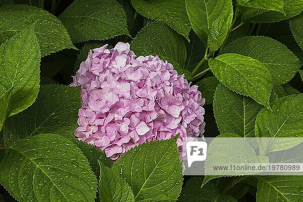Rosafarbene Gartenhortensie (Hydrangea macrophylla)  Blütenkopf und Blätter bedeckt mit Regentropfen im Sommer  Quebec  Kanada  Nordamerika