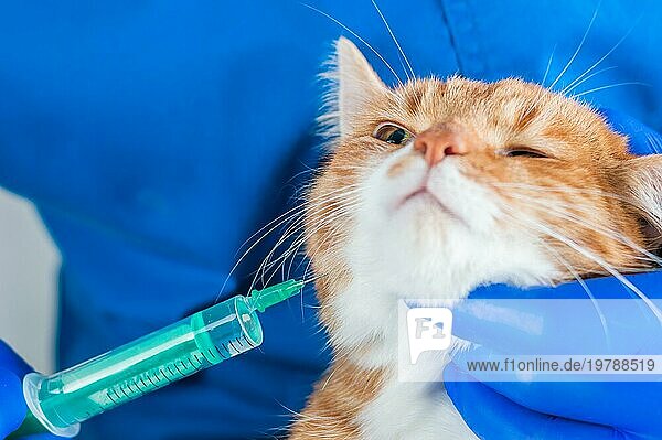 Bild einer rothaarigen Katze zum Zeitpunkt der Impfung. Veterinärmedizinisches Konzept. Gemischte Medien