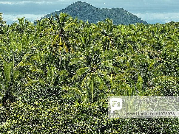 Grüne Palmen und dichter Palmenhain  Sri Lanka  Asien