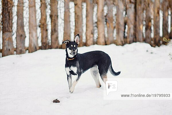 Verängstigter kleiner süßer Mischlingshund beim Spaziergang im Schnee in einem Hundeheim