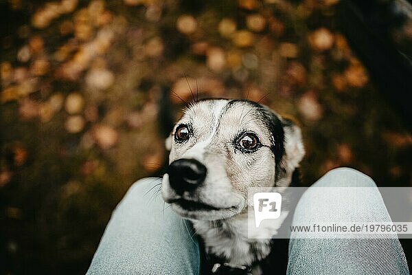 Niedlicher obdachloser Mischlingshund auf Herbstlaub mit Blick in die Kamera