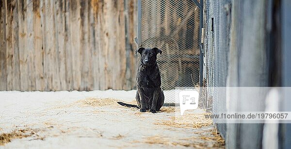 Niedlicher schwarzer obdachloser Mischlingshund schaut einsam und traurig in die Kamera in einem Tierheim für obdachlose Hunde