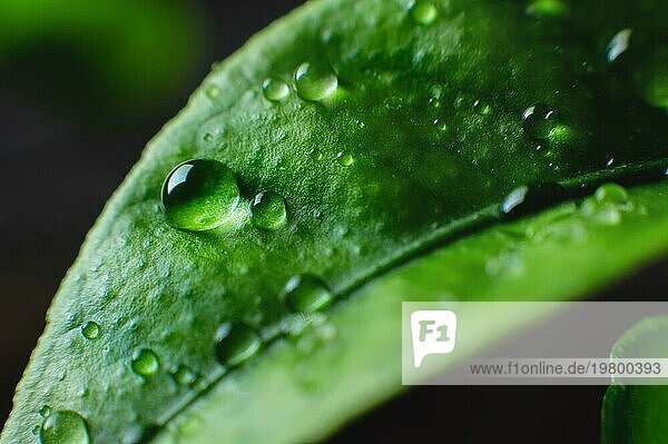 Schönheit transparente Wassertropfen auf grünen Blättern Makro mit Sonne Blendung. Eine schöne künstlerische Darstellung einer frischen Naturumgebung im Frühling oder Sommer. hoher Kontrast