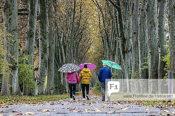 Herbstspaziergang mit Regenschirm bei Regenwetter  drei Personen spazieren durch die Platanenallee im Unteren Schlossgarten in Stuttgart  Baden-Württemberg  Deutschland  Europa