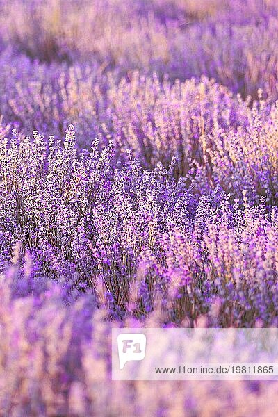 Violettes lila Lavendelfeld in Großaufnahme Blumen in Pastellfarben auf Unschärfe Hintergrund