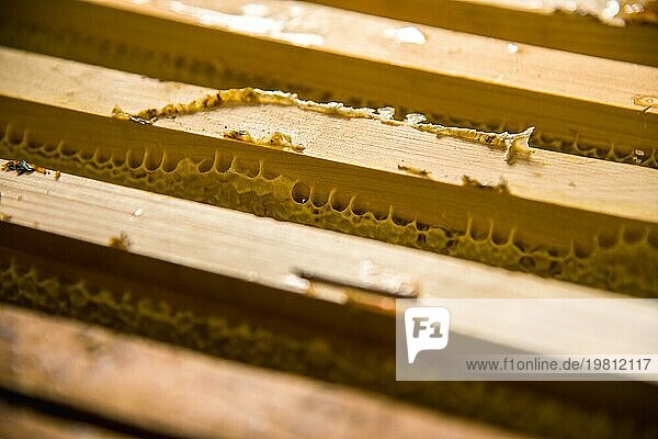 Rähmchen  in denen frischer  unverarbeiteter Honig in Waben gelagert wird. Nahaufnahme
