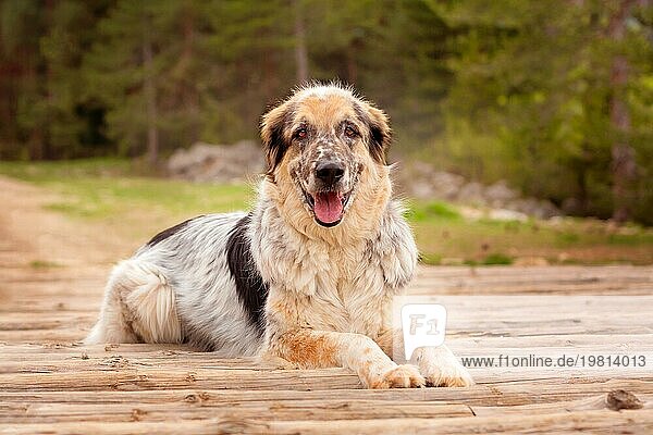 Großer Hund  der im Freien auf den Holzbalken der Brücke liegt  Sommer