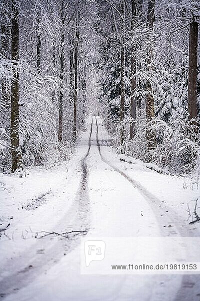 Ein frisch beschneiter Weg führt durch einen ruhigen Winterwald  Gechingen  Schwarzwald  Deutschland  Europa