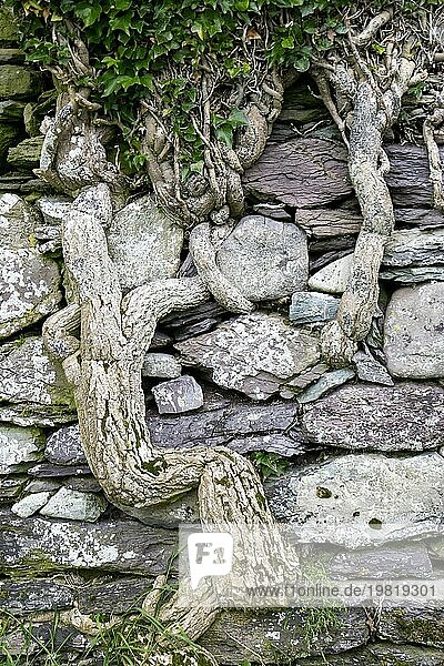 Efeustamm zwischen alter Burgmauer  Gemeiner Efeu (Hedera helix)  Irland  Europa