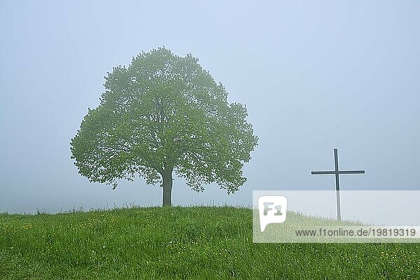 Ein einsamer Baum und Kreuz auf einem nebligen Hügel  umgeben von Grün und Stille  Frühling  Menzingen  Voralpen  Zug  Kanton Zug  Schweiz  Europa