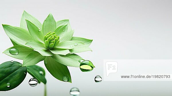 Eine Nahaufnahme einer grünen Lotusblume mit Wassertropfen  die ein Gefühl von Frische und Ruhe vermittelt Ai erzeugt