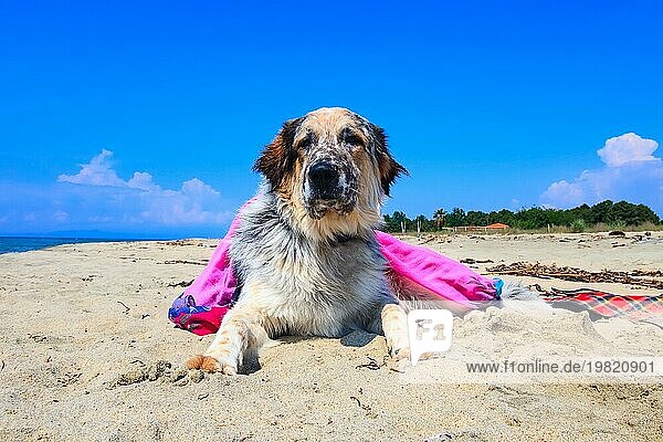 Porträt von weiß  braun und schwarz große Rasse Hund in bunten rosa Kleidung am Strand entspannen