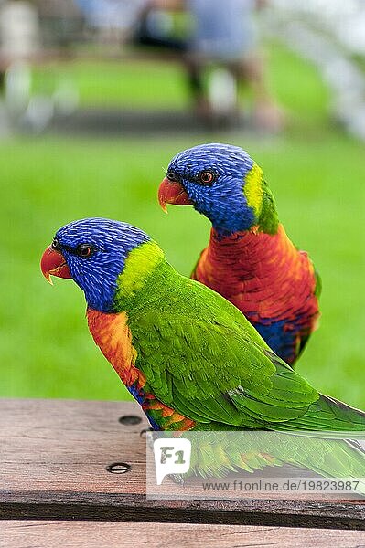 Rainbow Lorikeet  Regenbogenlori (Trichoglossus moluccanus) Papagei  Vogel  tropisch  Fauna  bunt  Whitsunday Islands  Hamilton Island  Queensland  Australien  Ozeanien