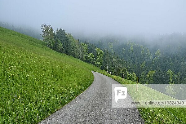 Ein einsamer Weg führt durch eine neblige grüne Hügel Landschaft  die Atmosphäre wirkt ruhig und geheimnisvoll  Frühling  Menzingen  Voralpen  Zug  Kanton Zug  Schweiz  Europa