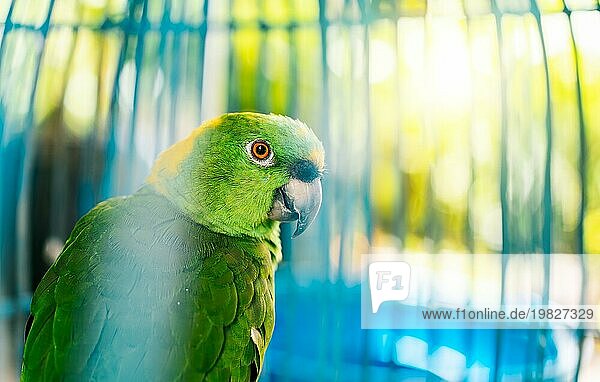 Nahaufnahme eines schönen grünen Papageis  der in die Kamera schaut. Porträt eines schönen Gelbnackenpapageis