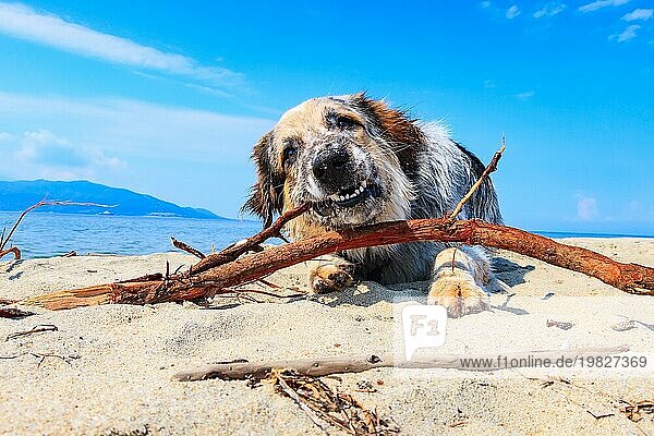 Porträt von weiß  braun und schwarz große Rasse Hund kauen und spielen mit Stock am Strand