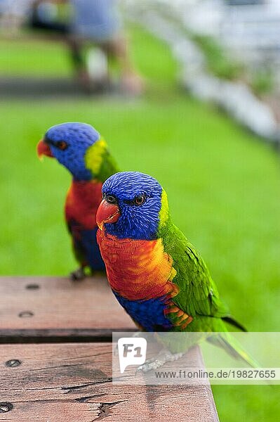 Rainbow Lorikeet  Regenbogenlori (Trichoglossus moluccanus) Papagei  Vogel  tropisch  Fauna  bunt  Whitsunday Islands  Hamilton Island  Queensland  Australien  Ozeanien