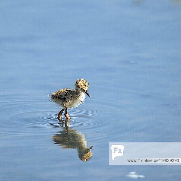 Ein einsamer Vogel watet im ruhigen Wasser  sein Spiegelbild ist sichtbar