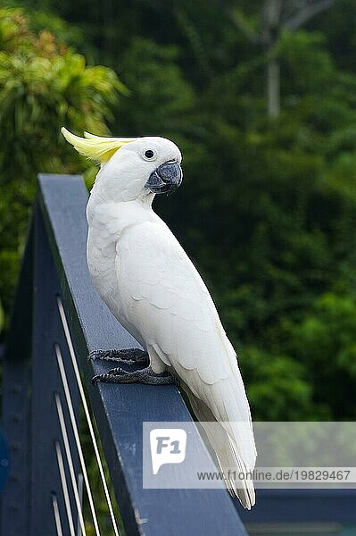 Weißer Kakadu (Cacatuidae)  Vogel  Papagei  Fauna  Wildlife  Queensland  Australien  Ozeanien