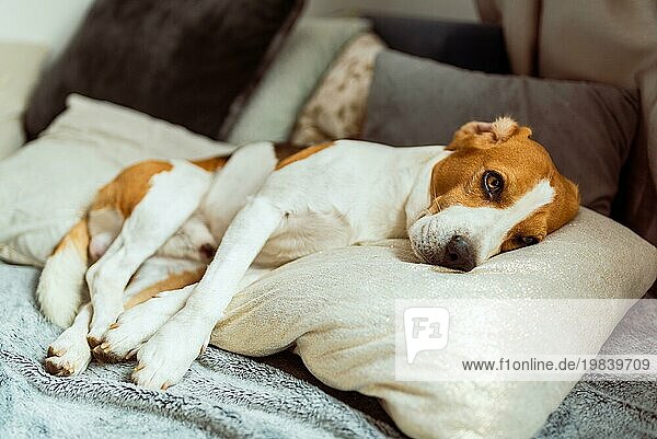 Adorable Beagle Hund schläft auf Kissen drinnen auf einem Sofa. Domestic Hund Konzept