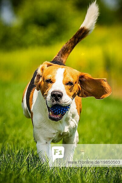 Beagle Hund Spaß im Garten im Freien laufen und springen mit Ball in Richtung Kamera. Hund Hintergrund