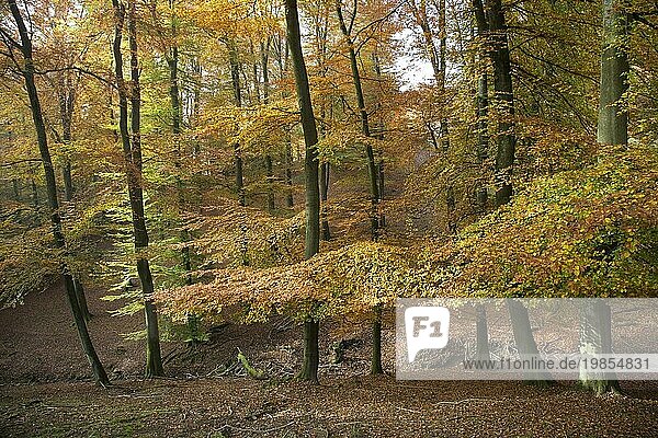Buchenwald mit Laub in Herbstfarben im Herbst