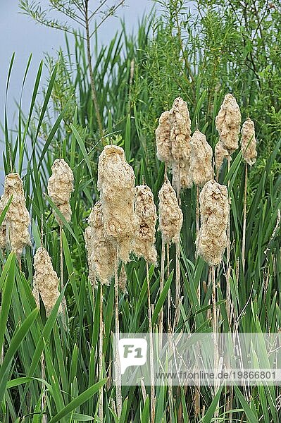 Common Bulrush, Broadleaf Cattail Typha latifolia , Greater bullrush ...