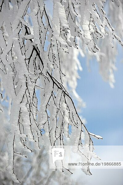 Zweige eines Laubbaums  die im Winter mit weißem Raureif und Schnee bedeckt sind  mit Eiskristallbildung  die durch den Wind in die gleiche Richtung weist