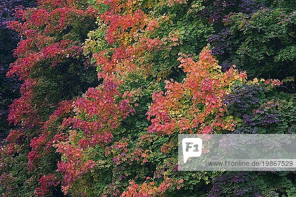 Spitzahorn (Acer platanoides)  Laub in bunten Herbstfarben