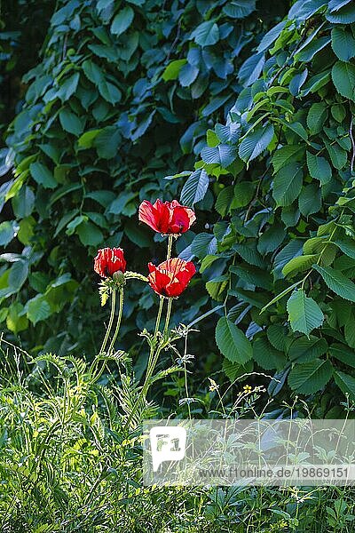 Mohn (Papaver)  drei rote Mohnblumen in voller Blüte  grüne Blätter  Stauden  Blumen  Blüten  hinten Baum  hängende Ulme (Ulmus)  Garten  Beet  Deutschland  Europa