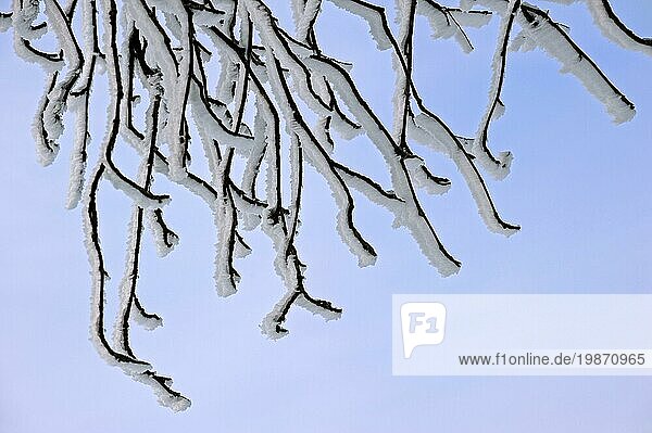 Mit weißem Raureif und Schnee bedeckte Zweige eines Baumes im Winter mit Eiskristallbildung  die durch den Wind in die gleiche Richtung weist
