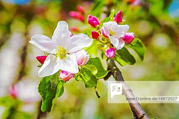 Blume der blühenden Apfelbaum blumigen Hintergrund instagram stile