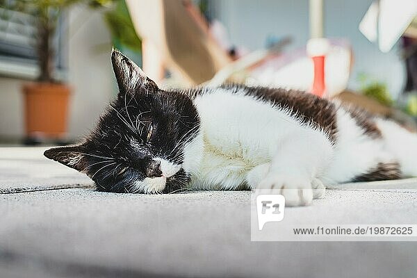 Süße schwarze weiße Katze liegt auf der Veranda. Unscharfer Hintergrund